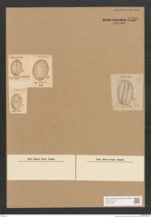 Diatomeae indet. Zeichnungen Sammlung Grunow Nr. 3739 (NHMW-BOT-W0371381)